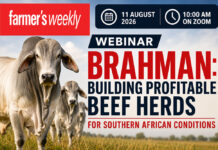 Register for the Brahman Focus webinar