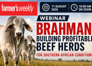 Register for the Brahman Focus webinar