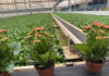 Family flower business captures large part of Brazilian market