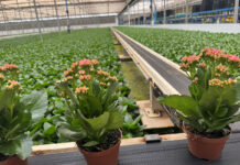 Family flower business captures large part of Brazilian market
