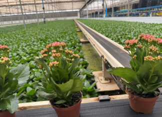 Family flower business captures large part of Brazilian market