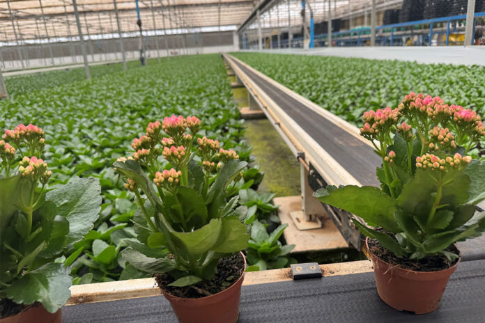 Family flower business captures large part of Brazilian market