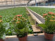 Family flower business captures large part of Brazilian market