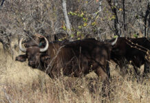 Moratorium brings end to automatic culling of FMD-positive buffalo