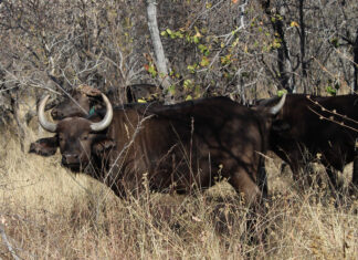 Moratorium brings end to automatic culling of FMD-positive buffalo