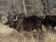 Moratorium brings end to automatic culling of FMD-positive buffalo