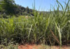 Reframing sweetness in SA’s agricultural economy