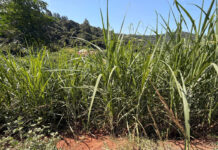 Reframing sweetness in SA’s agricultural economy