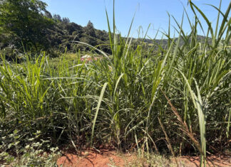 Reframing sweetness in SA’s agricultural economy