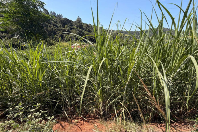 Reframing sweetness in SA’s agricultural economy