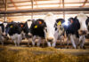 Catch dry-cow problems before they get out of hand