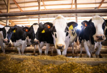 Catch dry-cow problems before they get out of hand