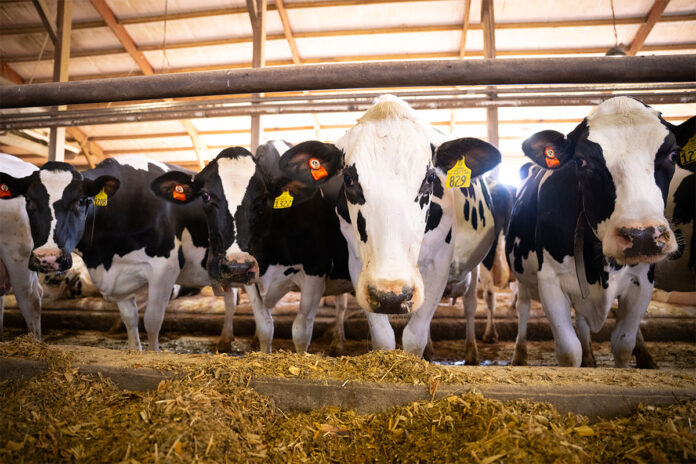 Catch dry-cow problems before they get out of hand