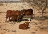 Namibia’s EU meat exports at risk as state funding runs dry