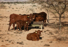 Namibia’s EU meat exports at risk as state funding runs dry