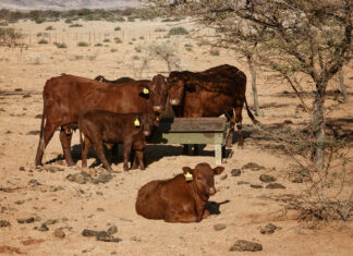 Namibia’s EU meat exports at risk as state funding runs dry