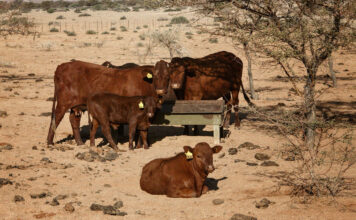 Namibia’s EU meat exports at risk as state funding runs dry