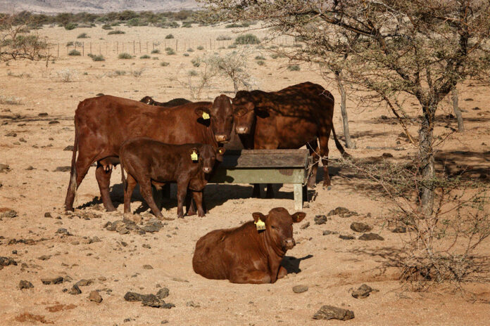 Namibia’s EU meat exports at risk as state funding runs dry