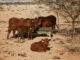 Namibia’s EU meat exports at risk as state funding runs dry
