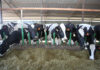 Dairy management: today’s decisions could shape future generations
