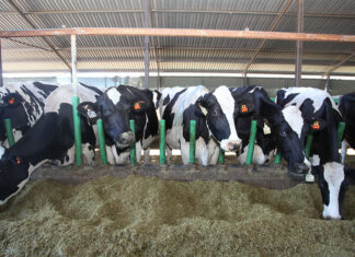 Dairy management: today’s decisions could shape future generations