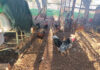 Making every drop count on a Tuli Block farm