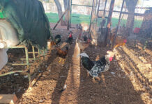 Making every drop count on a Tuli Block farm