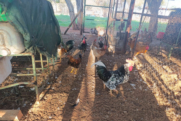 Making every drop count on a Tuli Block farm
