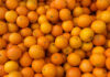 South African citrus gains new cold-treatment option for India market
