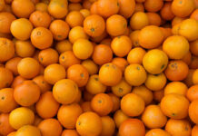 South African citrus gains new cold-treatment option for India market