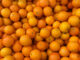 South African citrus gains new cold-treatment option for India market