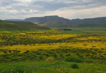 Dry winter takes its toll on Western Cape crops and veld