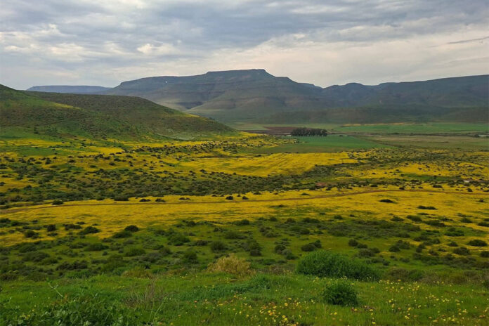Dry winter takes its toll on Western Cape crops and veld