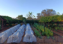 Making every drop count on a Tuli Block farm