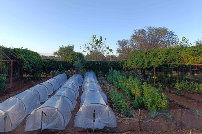 Making every drop count on a Tuli Block farm