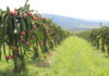 Dragon fruit industry consolidates, but future looks bright