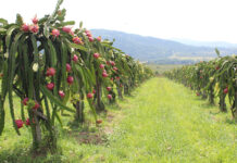 Dragon fruit industry consolidates, but future looks bright