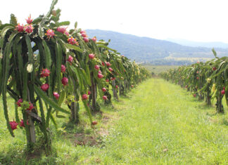 Dragon fruit industry consolidates, but future looks bright