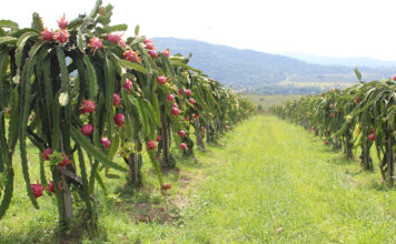 Dragon fruit industry consolidates, but future looks bright