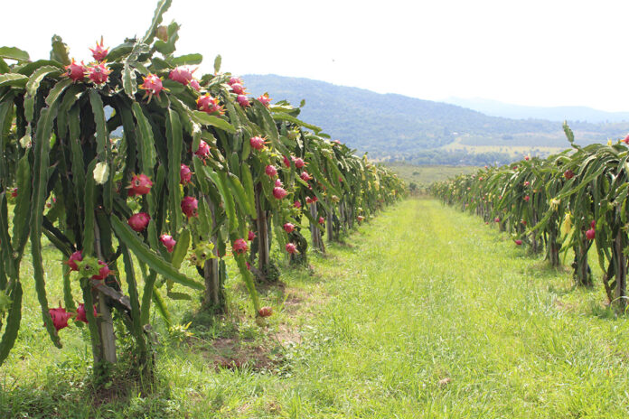 Dragon fruit industry consolidates, but future looks bright