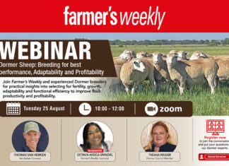 Dormer Sheep: breeding for performance, adaptability, and profitability