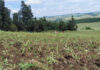 ETI offers payroll relief for agricultural employers, but compliance is key