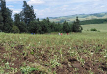 ETI offers payroll relief for agricultural employers, but compliance is key