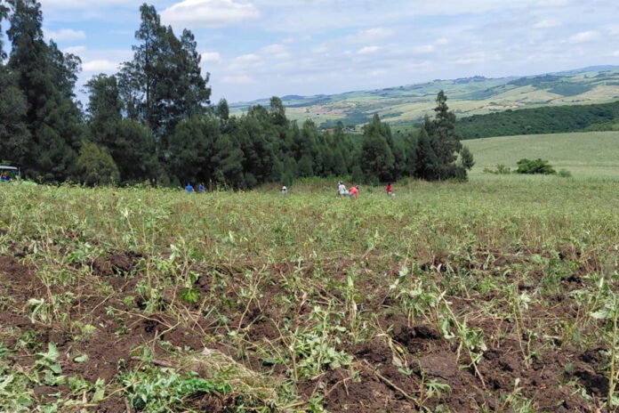 ETI offers payroll relief for agricultural employers, but compliance is key
