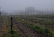 New and alternative grape varieties: dare to drink different