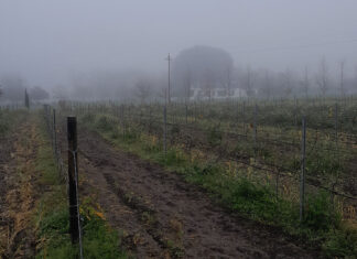 New and alternative grape varieties: dare to drink different