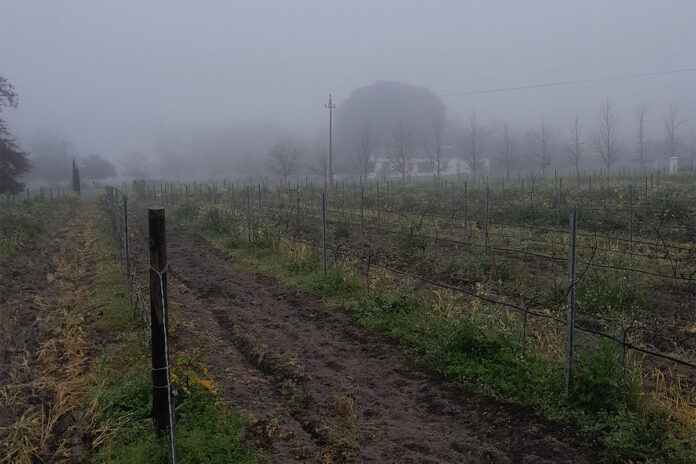 New and alternative grape varieties: dare to drink different