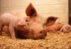 The performance thief: gut health determines pig productivity