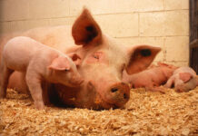 The performance thief: gut health determines pig productivity