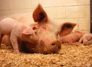 The performance thief: gut health determines pig productivity